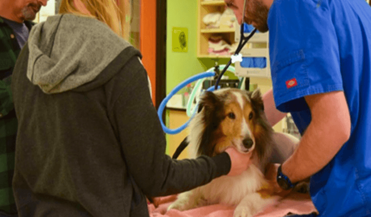 En lam hund var i ferd med å bli avlivet til veterinæren kjente en flått