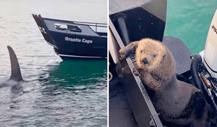 Otter søker tilflukt på mannens båt mens han så vidt slipper unna spekkhoggerkjever