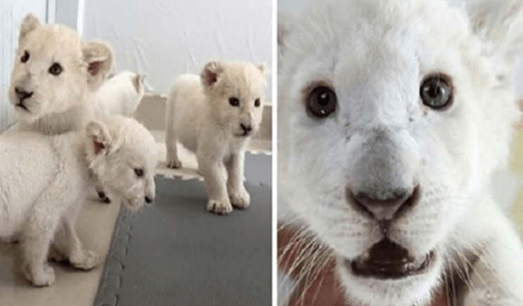 Ekstremt sjeldne hvite løvefirlinger født i Safari Park