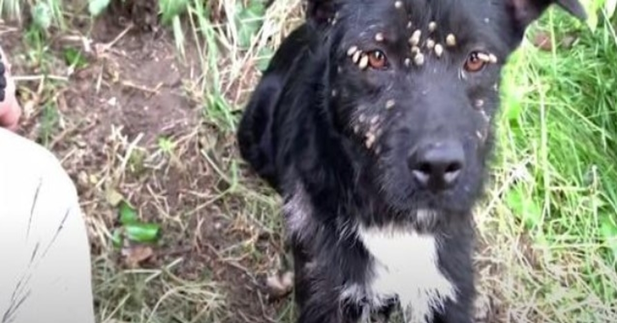 Forlatt trist hund dekket med flått og bundet til stolpe reddet