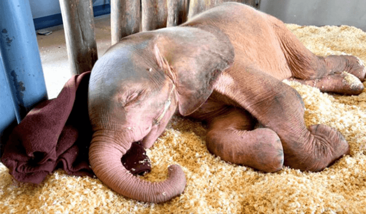 Baby Albino elefant som var fanget i en snare i flere dager er så glad for å endelig være trygg