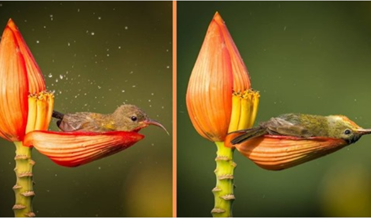 Fotografen fanger en liten fugl ved å bruke et blomsterblad som badekar