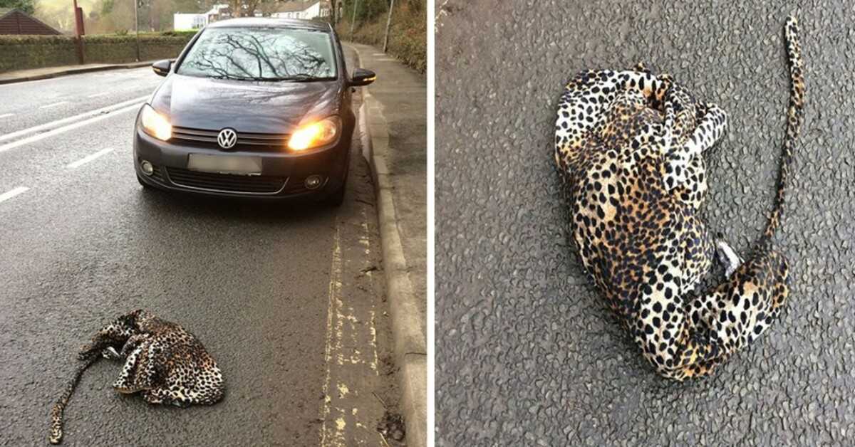 Mann stopper bilen sin i frykt for å hjelpe skadet leopard som ligger på veien