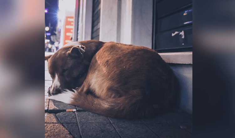 Gravid hund blir dumpet på gaten, går rundt og gråter og ber om mat