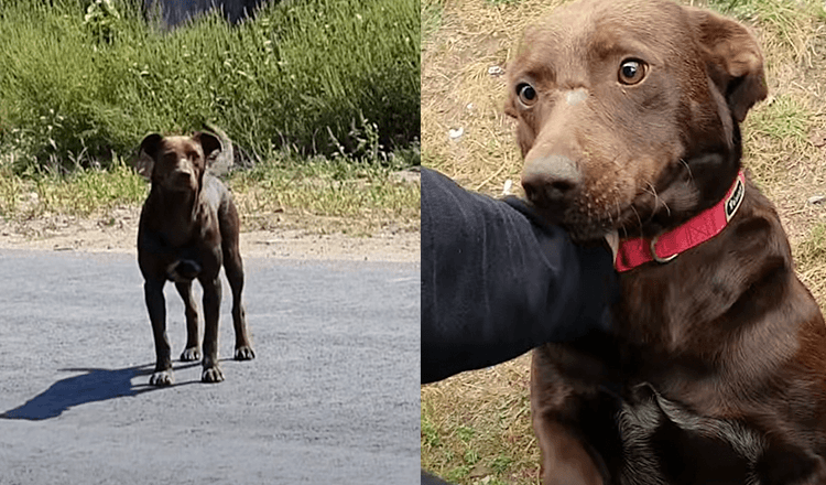 Trist hund venter hver dag på samme sted på at noen skal redde ham