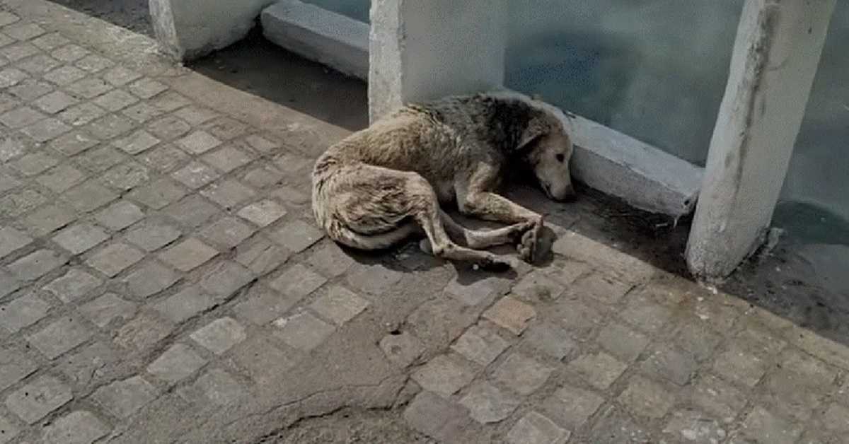 Hund med nakkesår legger seg ned for å dø, men hjelpen er på vei