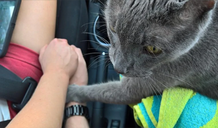 Rørende øyeblikk Døende katt ‘holder eierens hånd’ på siste tur til veterinæren