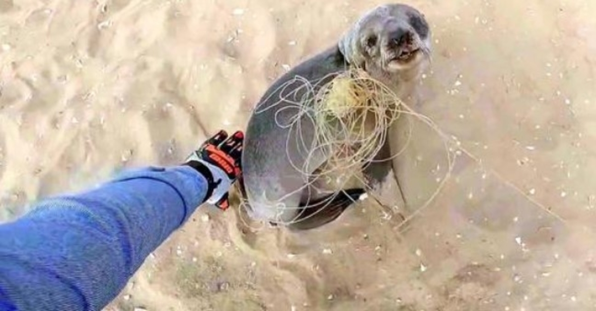 Baby Seal stopper for å takke redningsmennene sine for at de frigjorde ham før de ble med familien hans igjen