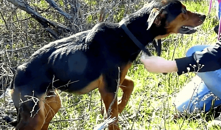 Hund med brukne bensanser Kvinnen er her for å hjelpe, så han hopper inn i armene hennes