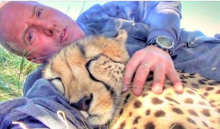 Cheetah ser dyrelivsfotograf som sover under et tre, bestemmer seg for å bli med ham og ta en lur også