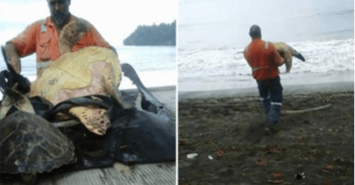 Denne mannen fra Greymouth kjøper skilpadder fra det lokale matmarkedet og slipper dem tilbake til havet