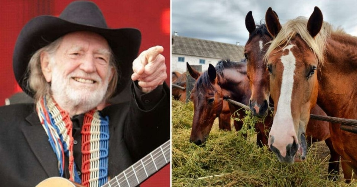 Willie Nelson reddet 70 hester fra et slakteri for å la dem vandre fritt på ranchen hans i Texas