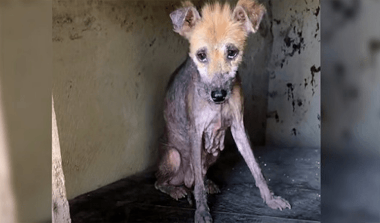 Hun bøyde seg i det gamle hundehuset, kroppen hennes forfalt mens hun ventet på hjelp