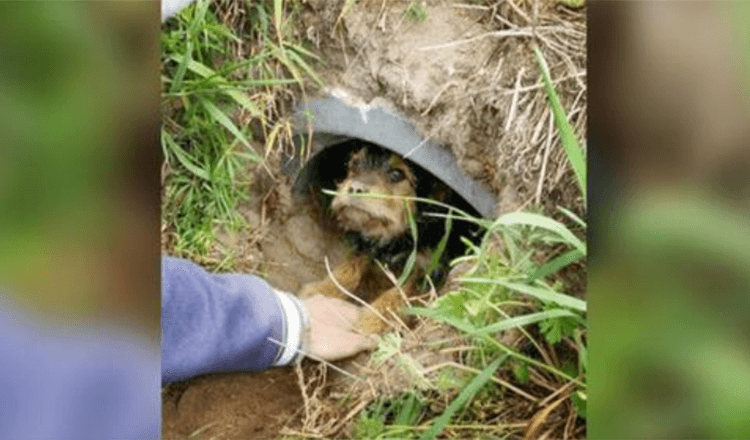 Denne hunden med brukne bein bodde alene i en grøft