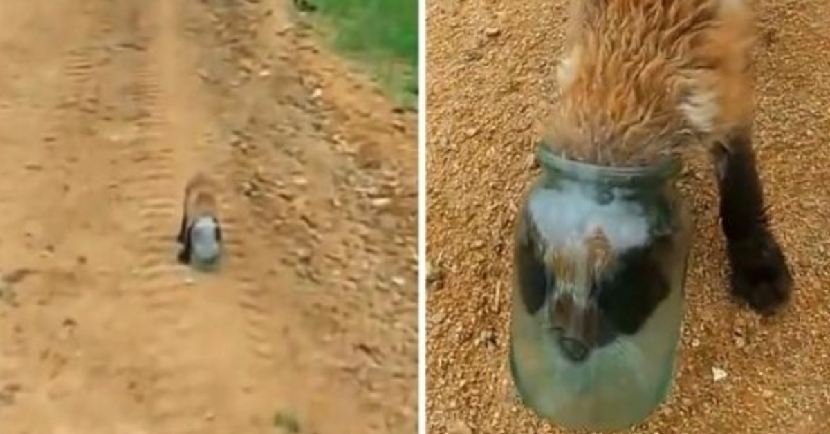 Baby Fox får hodet sitt fast i en krukke og kveles, nærmer seg mennesket for å få hjelp