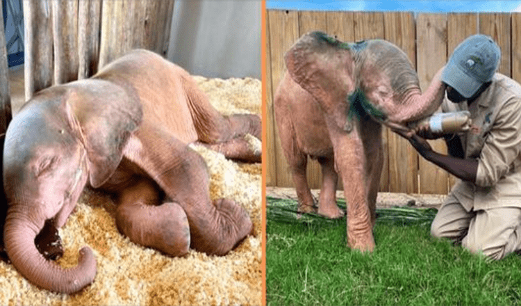 Albino-elefant reddet fra krypskytter-snare har kommet seg fullstendig