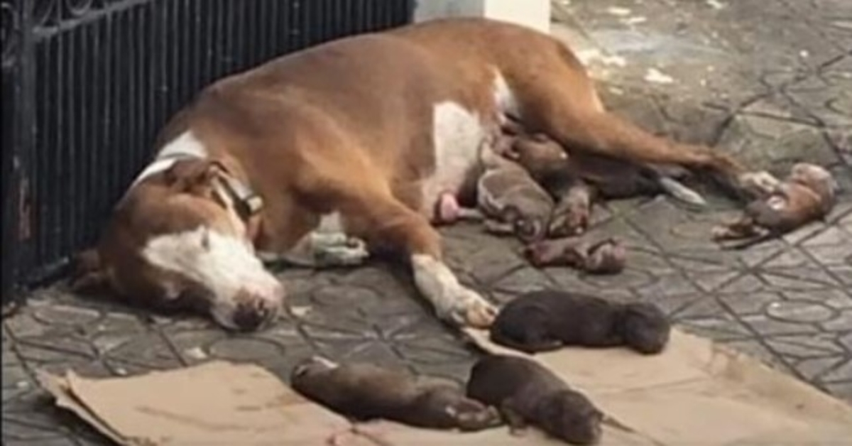 Sultende mammahund og hennes underernærte nyfødte reddet akkurat i tide