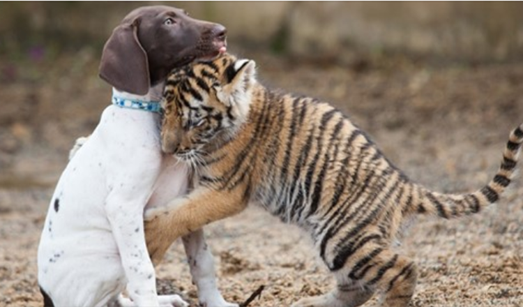 Tigerunge avvist av sin mor finner en bestevenn i en valp