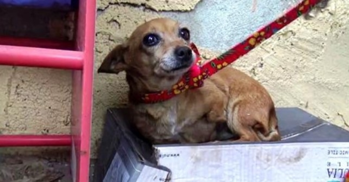 Syk 3-beint hund vet at ingen elsker henne, så hun sover i en skoeske i regnet