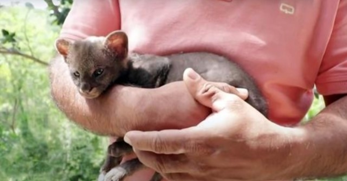 Bonde redder bortkommen “kattunge” fra siden av veien, katten ender opp med å bli en cougarunge