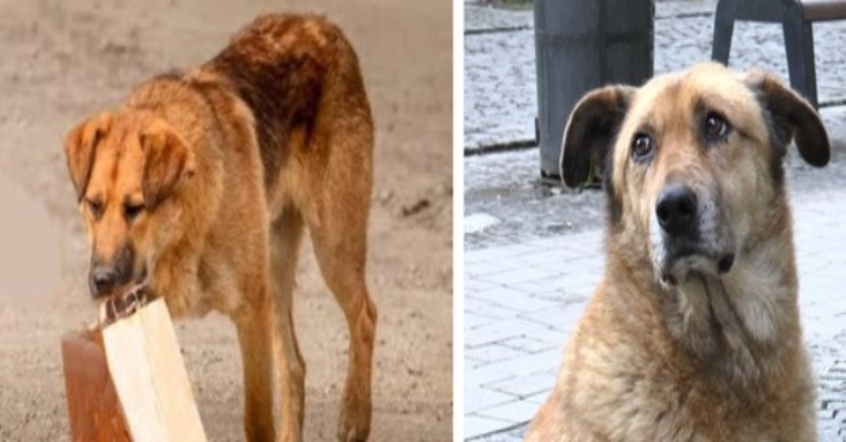 Hunden kom hver dag for mat og tok den i en pose til undergangen. Mannen fulgte den