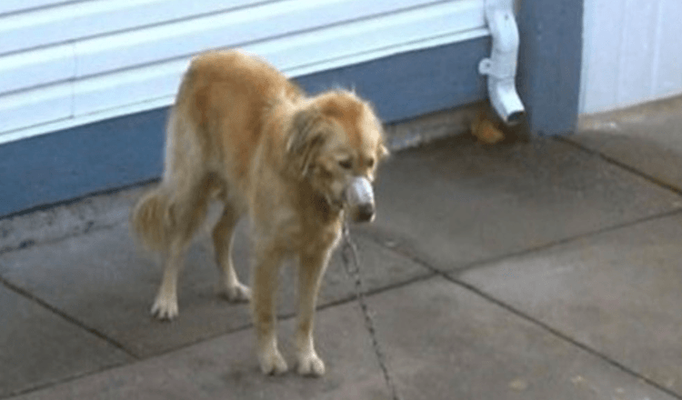 Par ser på mens naboens golden retriever blir neglisjert til de ikke kan se mer