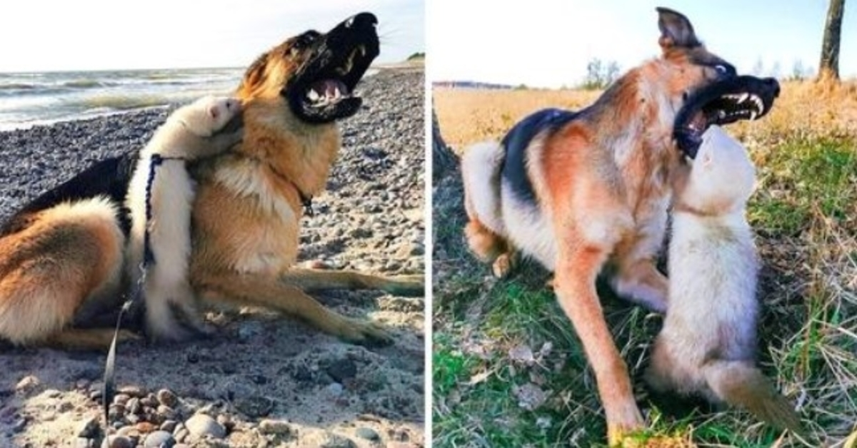 Kvinnen håpet at stor hund og ilder ville bli venner, men hunden åpnet munnen