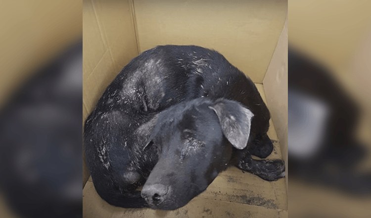 Forblindet hund la seg ned og ventet på himmelen, anstrengt seg for å reise seg mens kvinnen holdt på