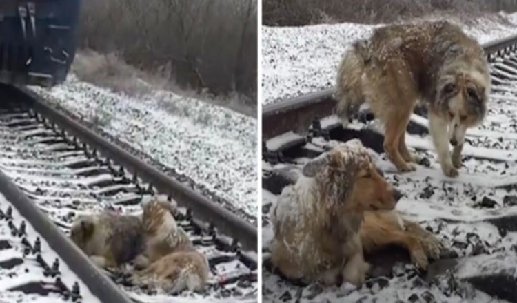 Skadet hund satt fast i jernbanesporet i 2 dager beskyttet av lojal bror som nektet å forlate