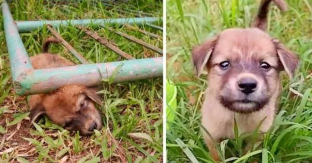 Stray Pup ble sittende fast under en port som skrek av smerte, helt til han besvimet