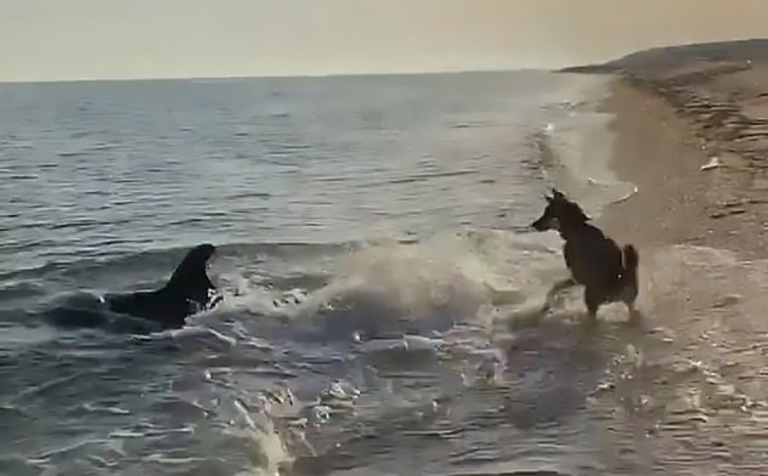 Utrolig video viser hund og delfin som leker sammen på stranden