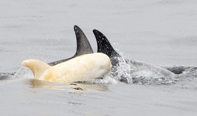 SJELDEN Albino-delfin ble oppdaget, og det er vanskelig å tro at det er ekte