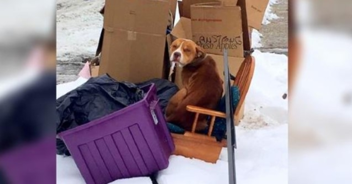 Lenket hund som er foraktet av eieren og ikke kunne ligge, vil bare ha én ting