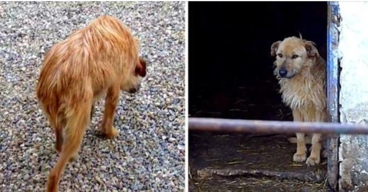 Trist hund som gikk med senket hode og tilbaketrukket hale får en andre sjanse