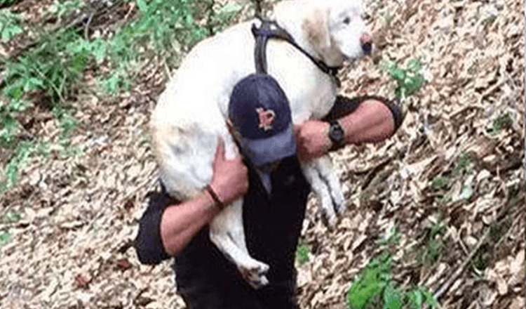 Blind hund savnet i over en uke er reddet