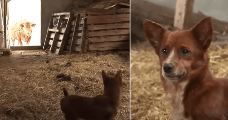 Hunden gråter gledestårer når han endelig gjenforenes med kua som oppdro ham