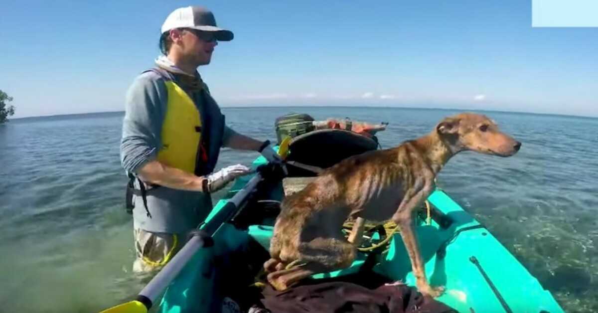 Mann redder sultende hund alene på avsidesliggende øy og bringer ham hjem