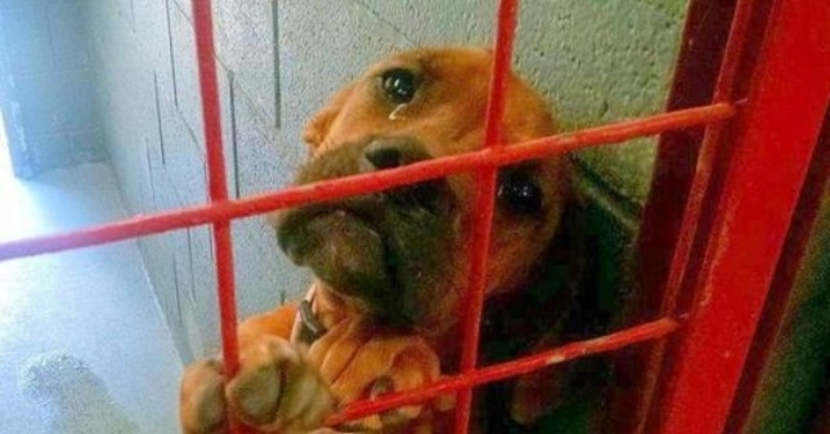 Shelter Shared Dog’s Photo Crying Real Tears Da ingen potensiell adopter velger henne