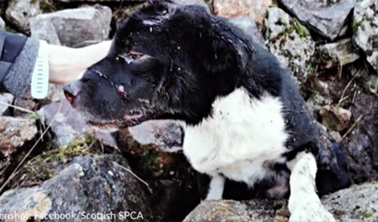 Border Collie funnet begravet levende under steinhaugen blir adoptert av redningsmann