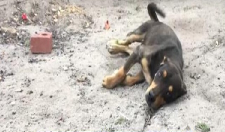 Funksjonshemmet hund er neste gang på eutanasiblokken når han logrer med halen