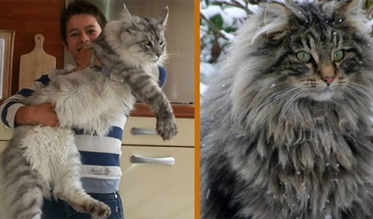 The Gentle Giant: Meet the Maine Coon – The Dog Of The Cat World