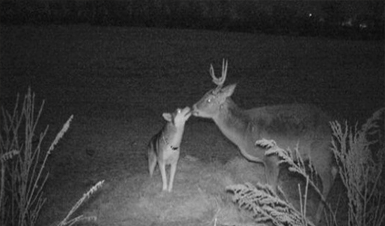 Tapt hund fanget på løypekamera og tilbrakte et par dager med ‘Buck-kjæresten sin’ i skogen