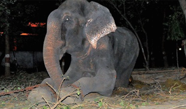 Elefant Raju gråter etter å ha blitt reddet fra 50 års lidelse i lenker