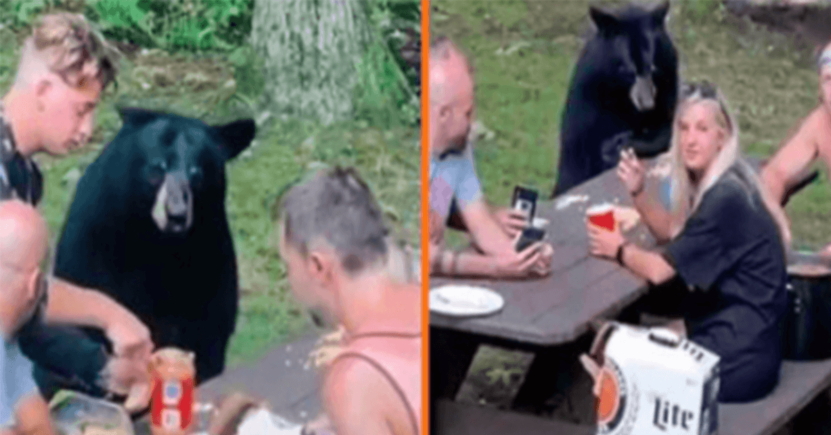 Wild Black Bear blir med på familiepiknik og krever PB&J-smørbrød