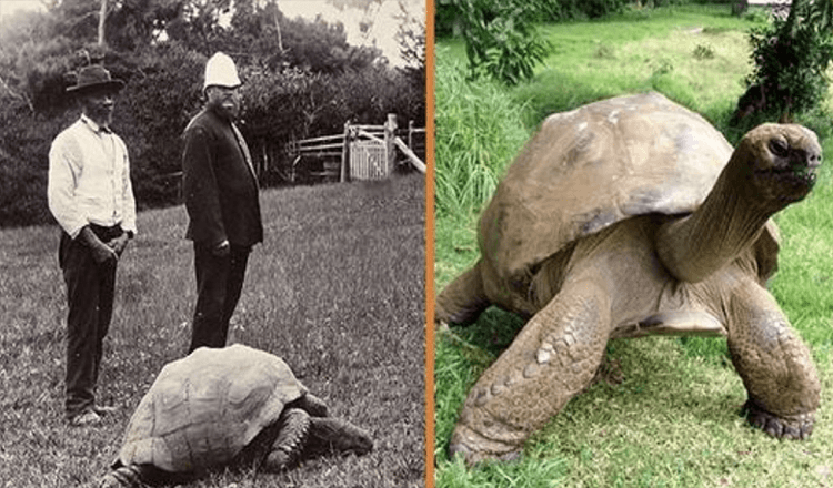 Jonathan, en 189 år gammel skilpadde, ble fotografert i 1902 og lever fortsatt i dag (+8 bilder)