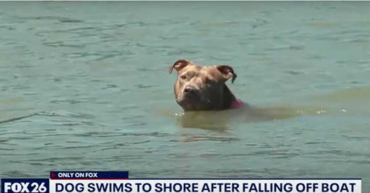 Hund som falt av rekebåt funnet i live dager senere etter å ha svømt seks mil til land