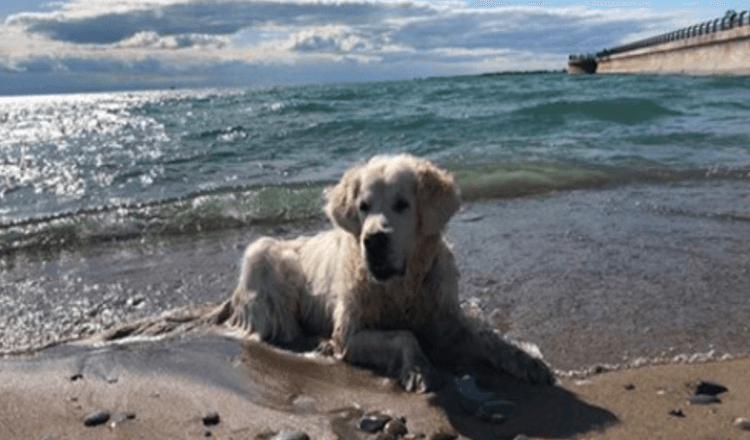 Hjerteknust hund, pappa deler video av valpens siste tur