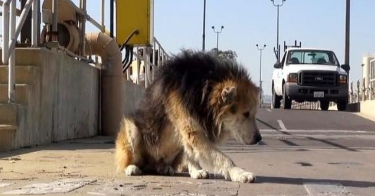 Seniorhund dumpet på farlig behandlingsanlegg faller i kloakken og lukter råttent