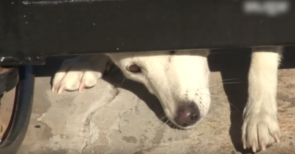 Uelsket hund kryper under porten deres og ber om et hjem, men kona gir seg ikke