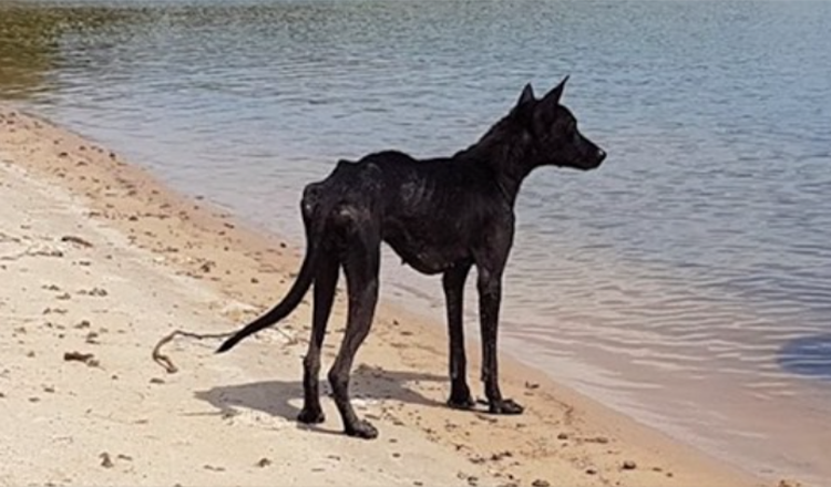 Mann på cruise i Amazonas jungel finner hund på øde øy